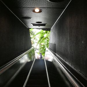 Upland Tropical Rainforest; View up the escalator