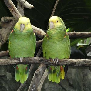 Upland Tropical Rainforest; Yellow-headed Amazon