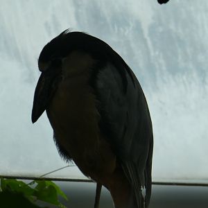 Upland Tropical Rainforest; Boat-billed Heron