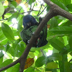 Upland Tropical Rainforest; Blue-headed Parrot
