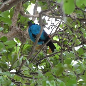 Upland Tropical Rainforest; Paradise Tanager
