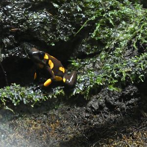 Upland Tropical Rainforest: Harlequin Poison Frog