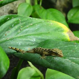 Gecko ID?; Upland Tropical Rainforest