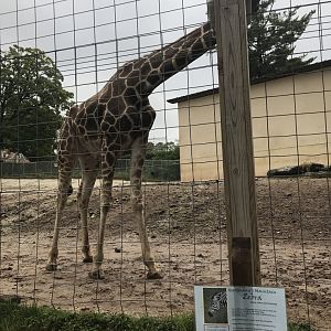 African Savanna-Giraffe