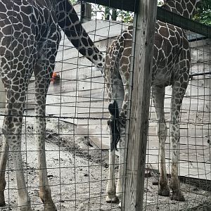 Elmwood Park Zoo- African Savanna- Giraffe-Molok-Dhrouba