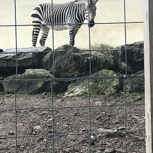Elmwood Park Zoo-African Savanna-Hartmann’s Mountain Zebra-Hannah