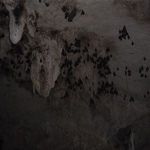Unknown bats in the Gran Cenote