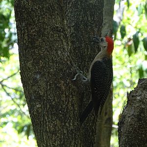 Velasquez's woodpecker (Melanerpes santacruzi)