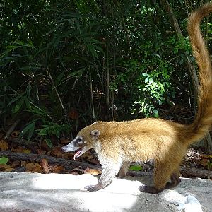 Yucatan coati (Nasua narica yucatanica)