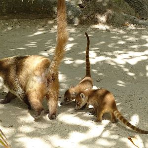 Yucatan coati (Nasua narica yucatanica)