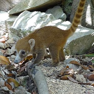 Yucatan coati (Nasua narica yucatanica)