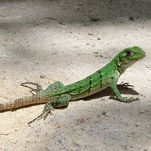 Juvenile spiny-tailed iguana (Ctenosaura similis)