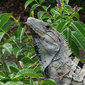 Spiny-tailed iguana (Ctenosaura similis)