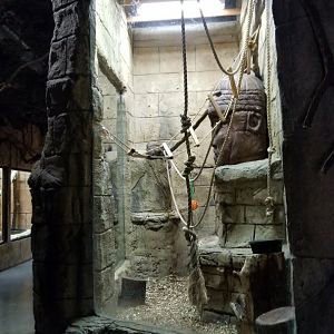 Rainforest Adventures - Red-fronted Lemur exhibit