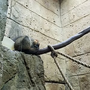 Rainforest Adventures - Red-fronted Lemur