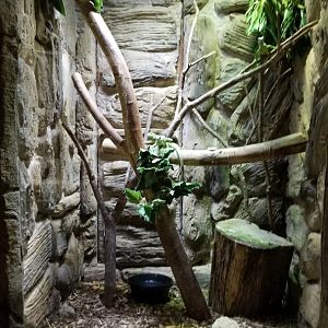 Rainforest Adventures - Baby Iguana exhibit