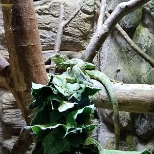 ID? Rainforest Adventures - Iguanas, 13 months old