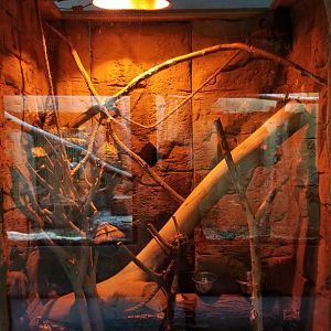 Rainforest Adventures - Sugar Glider exhibit