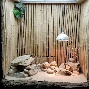 Rainforest Adventures - Sudan Plated Lizard