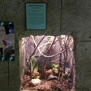 Rainforest Adventures - Veiled Chameleon, female