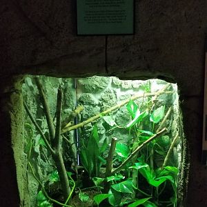 Rainforest Adventures - Veiled Chameleon, male