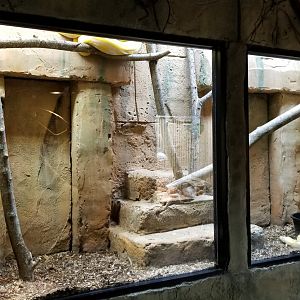 Rainforest Adventures - Reticulated Pythons