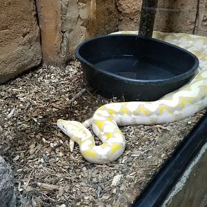 Rainforest Adventures - Reticulated Python