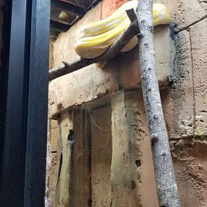 Rainforest Adventures - Reticulated Python