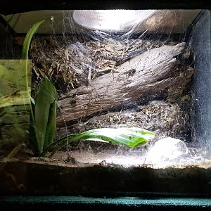 Rainforest Adventures - Brazilian White-knee Tarantula