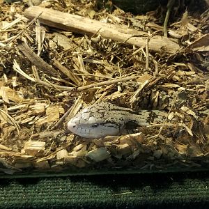 Rainforest Adventures - Unsigned Giant/Merauke Blue-Tongued Lizard