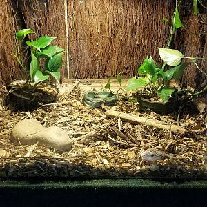 Rainforest Adventures - Unsigned Giant/Merauke Blue-tongued Lizard