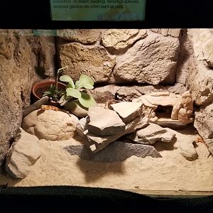 Rainforest Adventures - Leopard Gecko