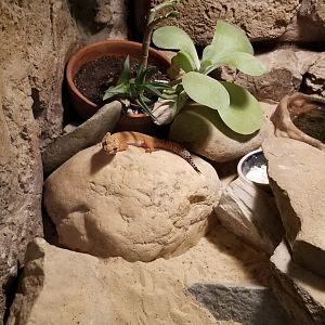Rainforest Adventures - Leopard Gecko
