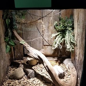 Rainforest Adventures - African Dwarf Hedgehogs