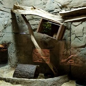 Rainforest Adventures - Cacomistle exhibit