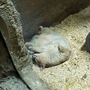 Rainforest Adventures - Cacomistle