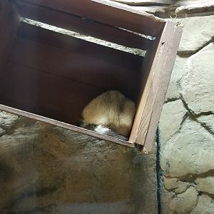 Rainforest Adventures - Cacomistle