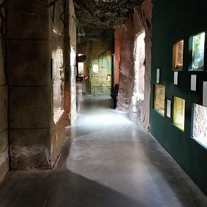 Rainforest Adventures - Hallway