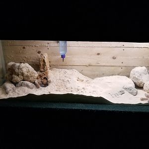 Rainforest Adventures - Bushy-tailed Jird