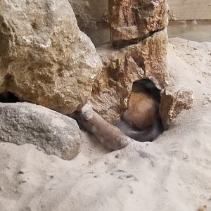 Rainforest Adventures - Bushy-tailed Jird