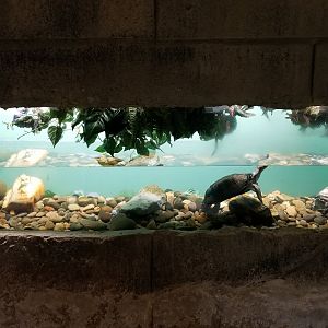 Rainforest Adventures - Unsigned turtle