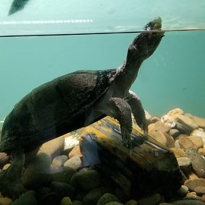 ID? Rainforest Adventures - Unsigned turtle