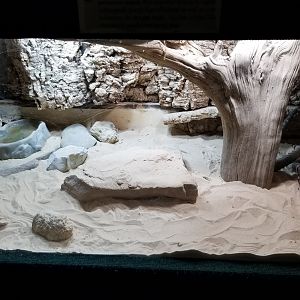 Rainforest Adventures - Gila Monster