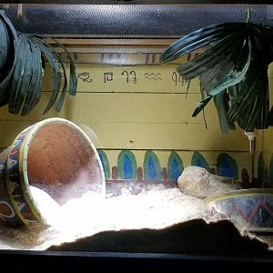 Rainforest Adventures - "Sphinx Rat"