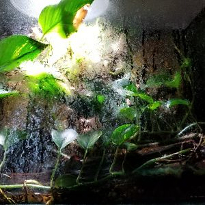 Rainforest Adventures - White's Tree Frog exhibit