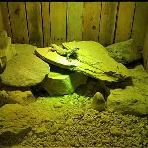 Rainforest Adventures - Mali uromastyx