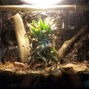 Rainforest Adventures - Standing's Day Gecko