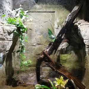 Rainforest Adventures - Basilisk exhibit