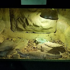 Rainforest Adventures - Savannah Monitor