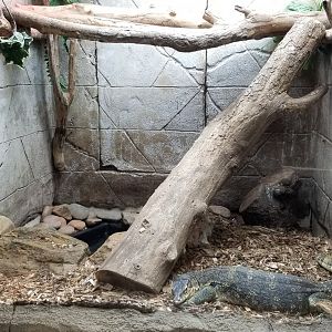 Rainforest Adventures - Malayan Water Monitor